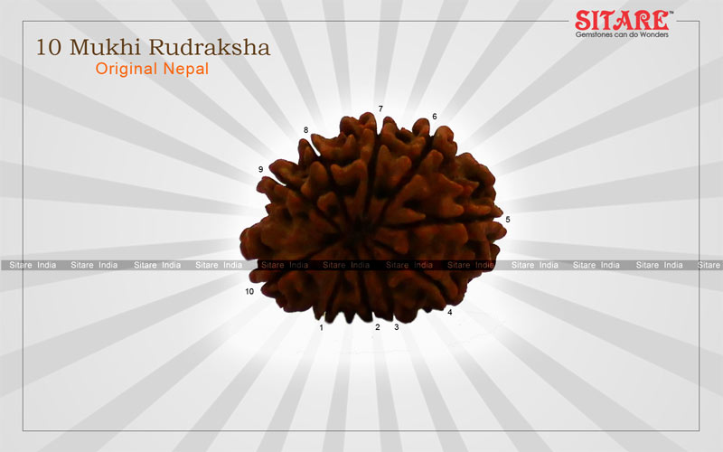 10 Mukhi Rudraksha Original Nepal