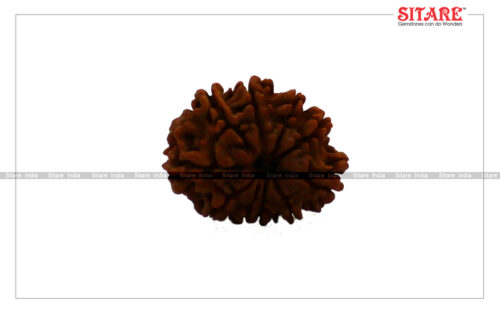 10 Mukhi Rudraksha