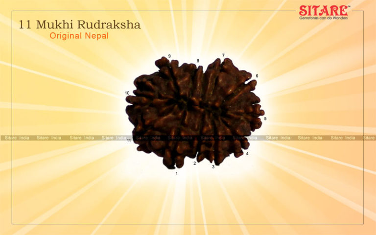 11 Mukhi Rudraksha Nepal