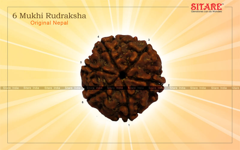 6 Mukhi Rudraksha Original Nepal