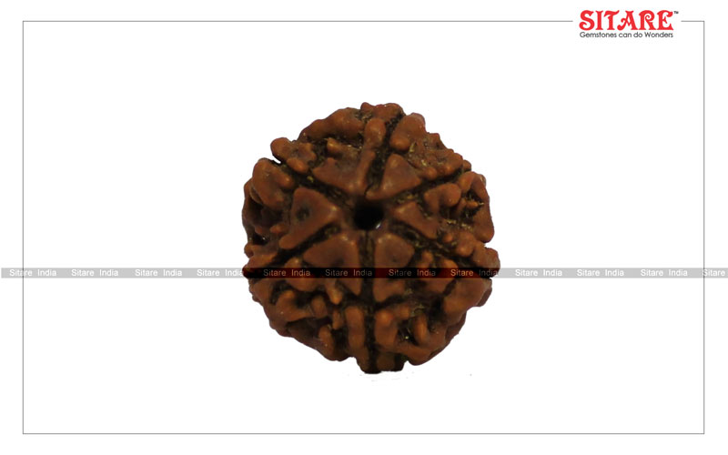 6 Mukhi Rudraksha Original Nepal