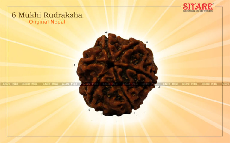 6 Mukhi Rudraksha Original Nepal