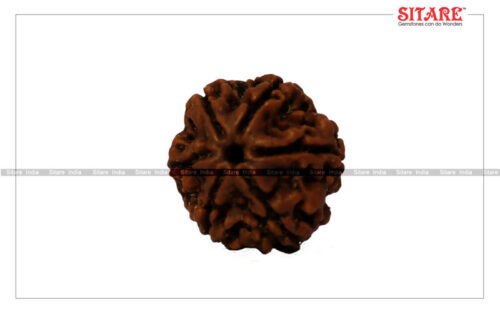 6 Mukhi Rudraksha Original Nepal