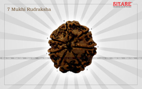 7 Mukhi Rudraksha