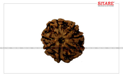 7 Mukhi Rudraksha