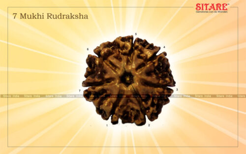 7 Mukhi Rudraksha