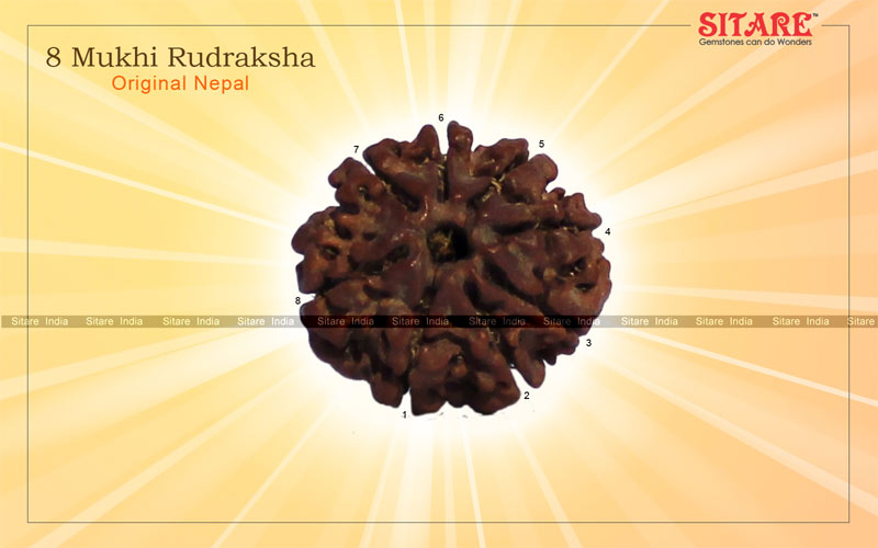 8 Mukhi Rudraksha Original Nepal
