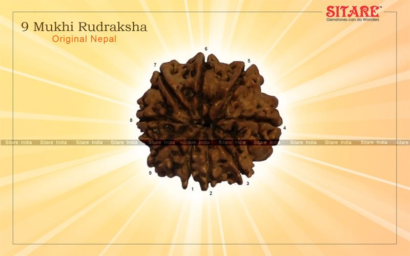9 Mukhi Rudraksha Original Nepal