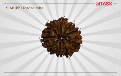 9 Mukhi Rudraksha