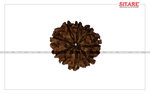 9 Mukhi Rudraksha Original Nepal1
